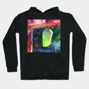 Monarch Chrysalis (2018) Hoodie